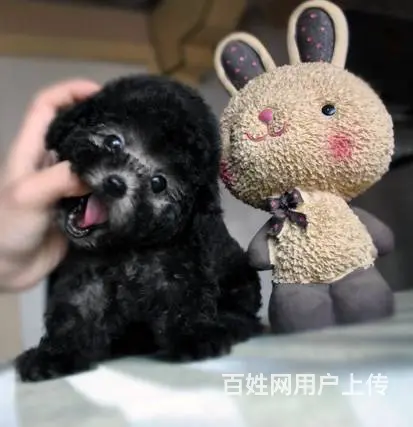 广州纯种泰迪犬价格 狗舍直销 包纯种健康签协议 - 图片 3