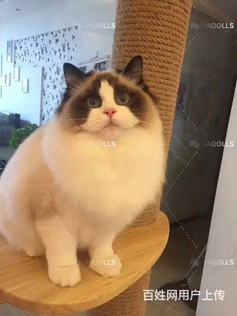常州哪里买布偶猫纯血统◆布偶猫多少钱一只 - 图片 3