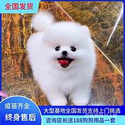 [货到付款犬舍]泰安有博美卖吗 博美多少钱