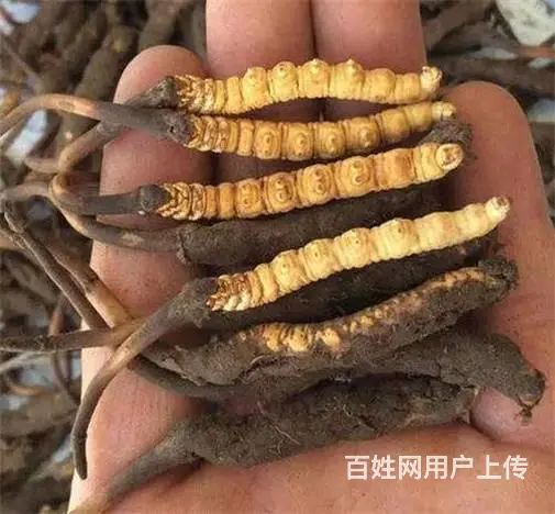 番禺冬虫夏草回收市场价格是多少-上门收购冬虫夏草 - 图片 12