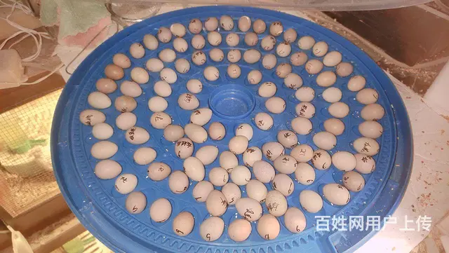 芦丁鸡和种蛋出售 - 图片 8