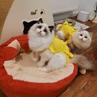 纯种幼猫布偶猫好养吗 为什么贵 图片价格