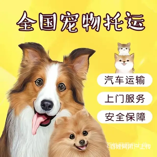 常州市 宠物托运（猫狗兔柴犬）邮寄快递2022（宠物活体运输 - 图片 1