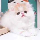 异长波斯猫多少钱一只 纯种幼猫 图片价格
