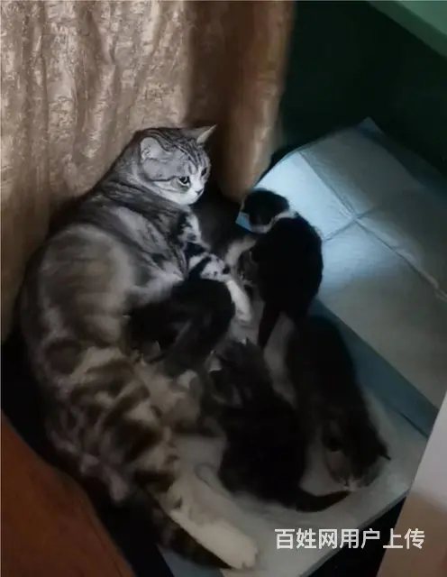 纯种美短猫咪出售 - 图片 4