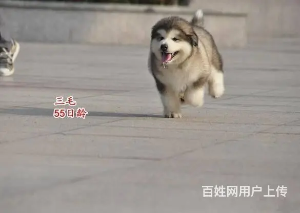 纯种阿拉斯加 红色阿拉斯加幼犬，品相好购买有保障 - 图片 8