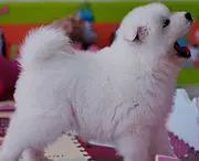 吕梁萨摩耶犬舍位置 本地萨摩耶犬舍地址在哪儿