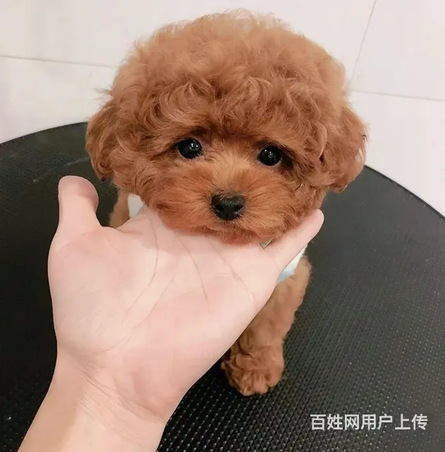 两个多月的幼犬 看品相 1000-1200 外地送 - 图片 5