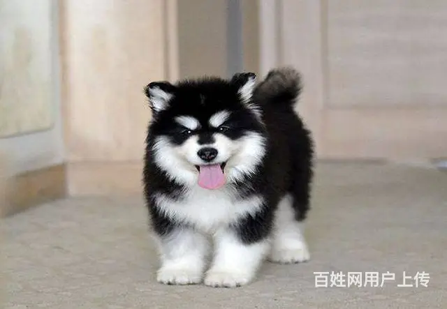 犬舍直销，支持货到付款包健康包纯种，送货上门 - 图片 1