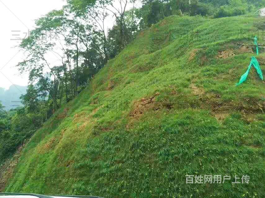 出售廈門同安裸露山坡適合種植的綠化草籽