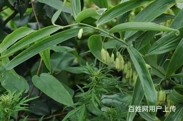 湖北百草堂黄精种植大众认可，轻松获取利润致富简单 - 图片 2