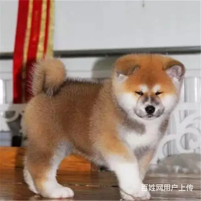 阿克苏知名养殖基地常年出售 秋田幼犬 签协议可上门挑选 - 图片 8