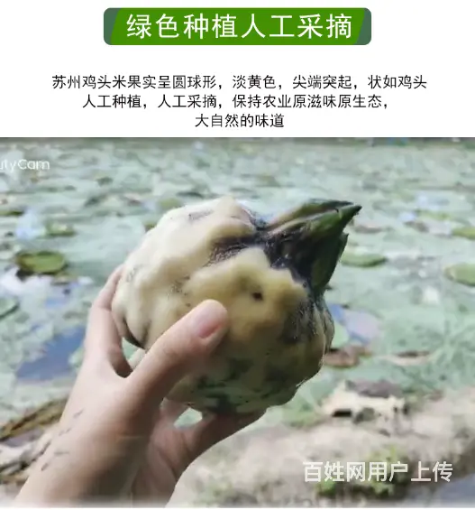 苏州特产水八仙新鲜鸡头米1斤2斤3斤礼盒装 - 图片 7