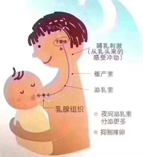 南京有禧月嫂催乳產康服務專業科學值得信賴