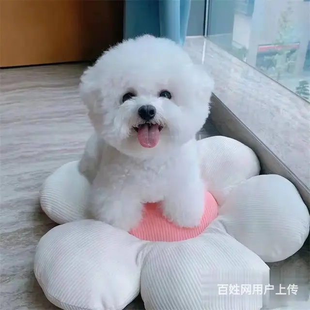 纯种比熊 赛级比熊 宠物狗比熊 疫苗打齐出售中 - 图片 1