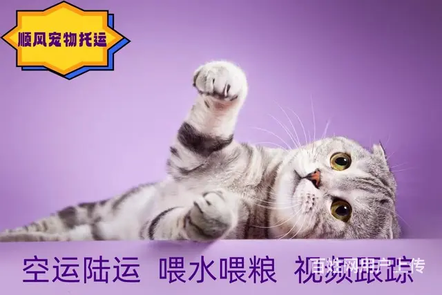 嘉兴海盐宠物托运 （猫狗活体运输）一对一上门接送 邮寄到全国 - 图片 2