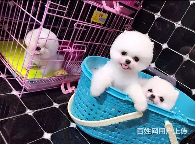 纯种哈多利博美犬出售 纯种博美幼犬 博美价格 - 图片 11