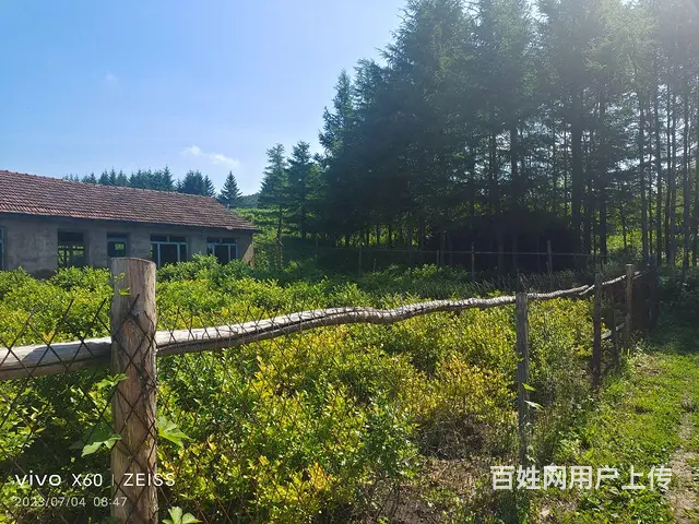 平房出售，蓝莓树出售 - 图片 3