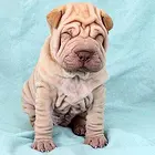 枣庄出售纯种血统的沙皮幼犬  活泼健康  售后完善