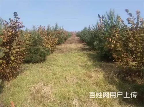 永吉县北大湖镇土地林地出售 - 图片 4