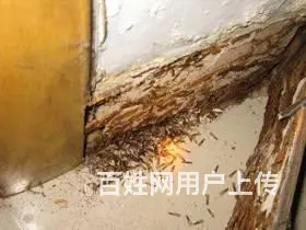 什邡灭蚂蚁公司灭白蚁飞蚂蚁白蚁防治 - 图片 3