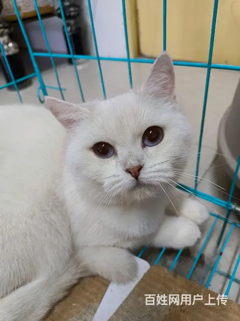 银点猫咪 - 图片 2