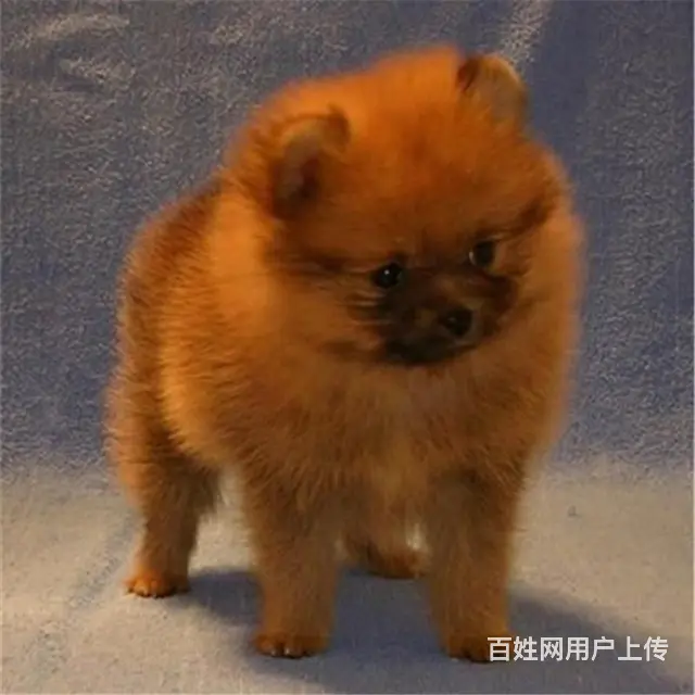 文昌买博美一般在哪里买比较真|纯博美价位 - 图片 2