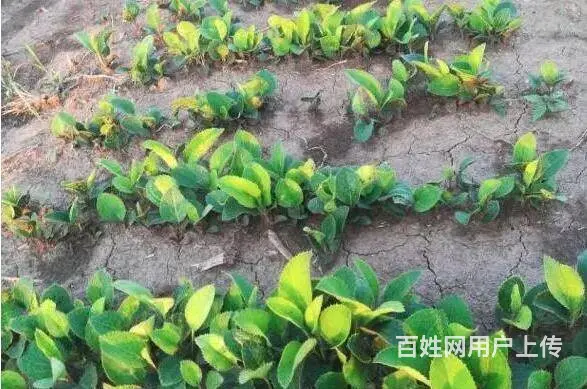 湖北百草堂苍术种植稳产增收，技术简单致富快捷途径 - 图片 1