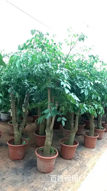 云南昆明美旗花卉基地批发鲜花满天星玫瑰向日葵各种草 - 图片 9
