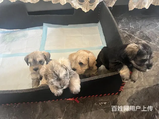 出售自家雪纳瑞宝宝2公2母 - 图片 3
