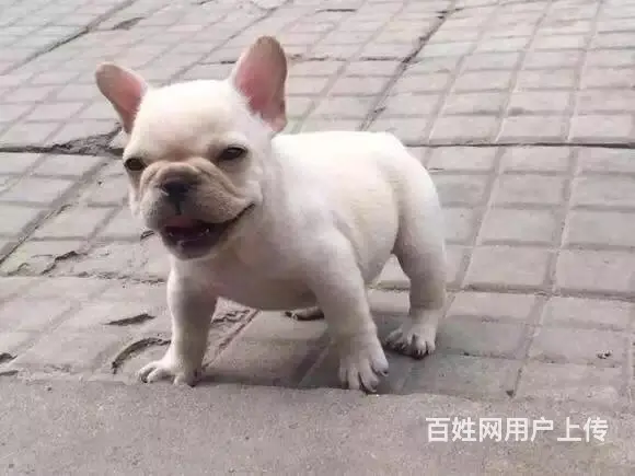 天门哪里可以买到法斗，法斗买一只要多少钱 - 图片 12