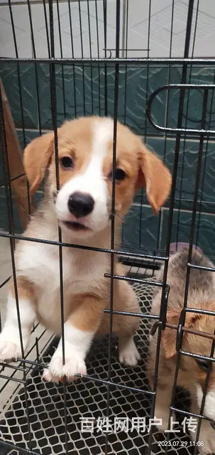 柯基幼犬出售，价格美丽 - 图片 3