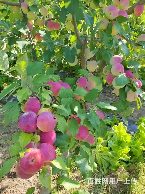 出售果树  树苗 绿化树 - 图片 3