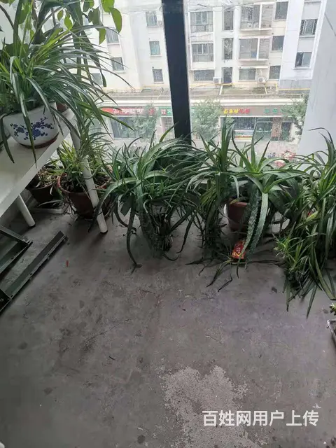 新城域花园 普通住宅1厅 精装修 - 图片 2