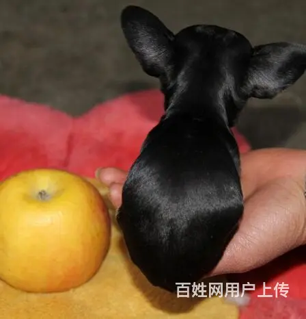 家养一窝吉娃娃便宜出售了 喜欢的来家里看狗 - 图片 1