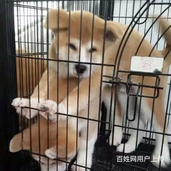天门哪卖秋田犬，哪有秋田犬，谁家的秋田犬靠谱 - 图片 8