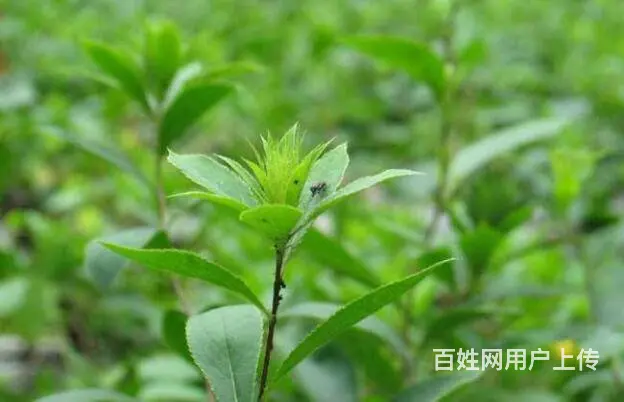 湖北百草堂苍术种植需求量大，产业化种植占市场商机 - 图片 1