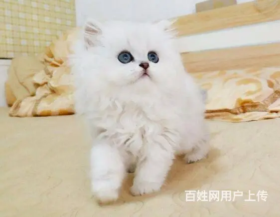 常州波斯猫精品 完美品相 异长贵族 健康无癣签协议 - 图片 1