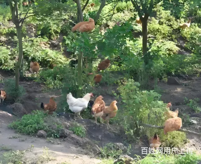苏州西山岛 有特色农家乐包吃包住橘子采摘游 - 图片 6