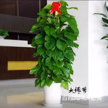 厦门园林绿化、厂区绿化设计施工、庭院绿化、花卉盆景 - 图片 7