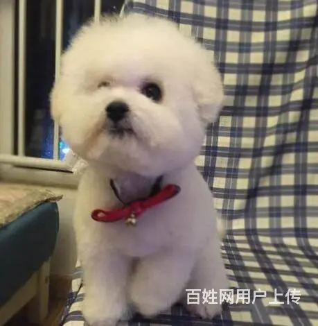 纯种比熊犬，赛级比熊犬，比熊价格专业繁育比熊基地 - 图片 7