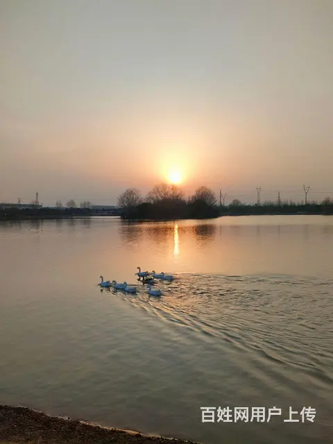 金毛种公犬对外配种 - 图片