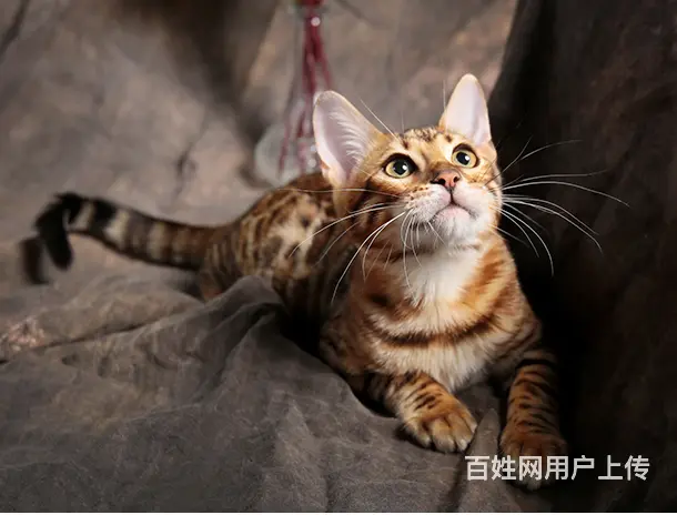 常州本地繁殖孟加拉豹猫猫血统纯正品质到位可上门 - 图片 3