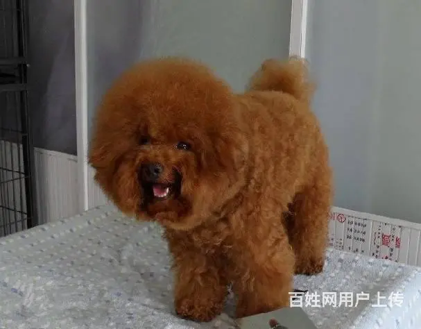 出售纯种小泰迪 火红色 品相极棒可签合同 - 图片 5