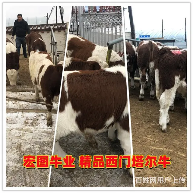 七个月的 西门塔尔小母牛犊 出售 - 图片 1