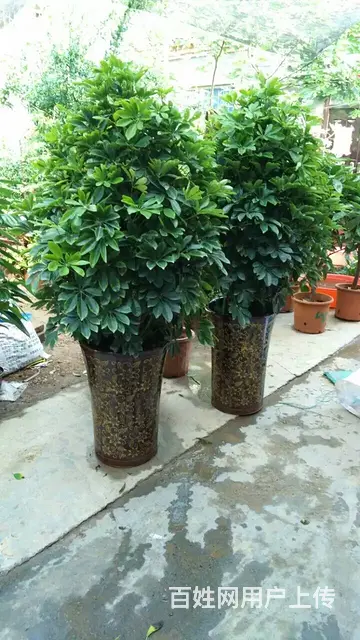 盆栽花卉租赁公司租花 - 图片 2