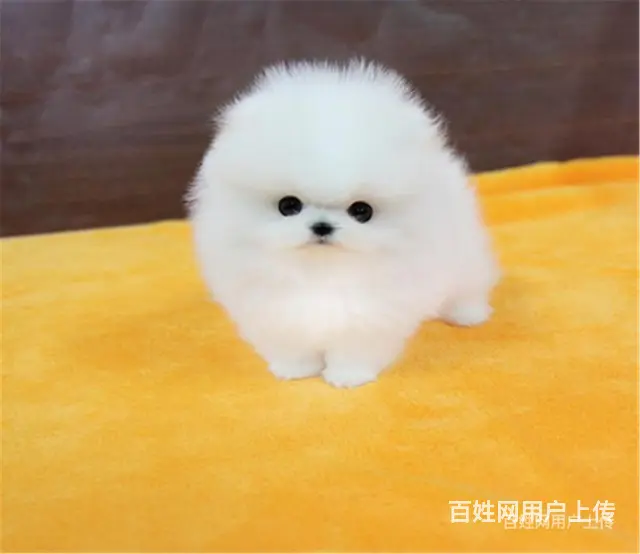 【货到付款】辽阳茶犬多少钱 茶杯犬有多重 - 图片 4