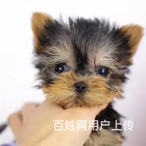 秦皇岛约克夏多少钱一只 约克夏犬 纯种约克夏怎么卖 - 图片 9