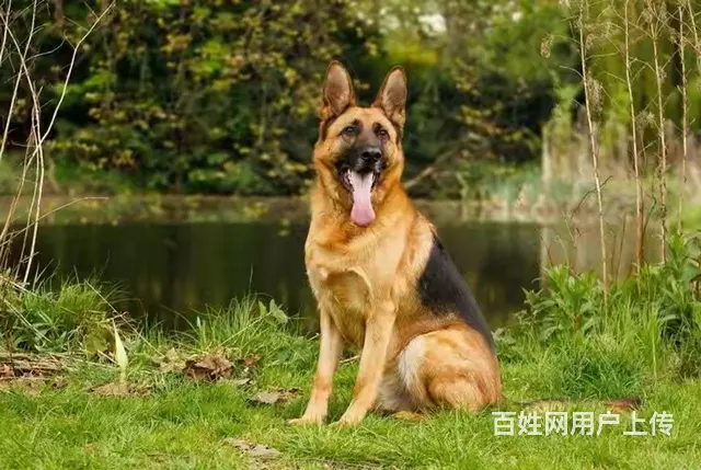 广州番禺亚运城宠物狗狗寄养训练学校 - 图片 3