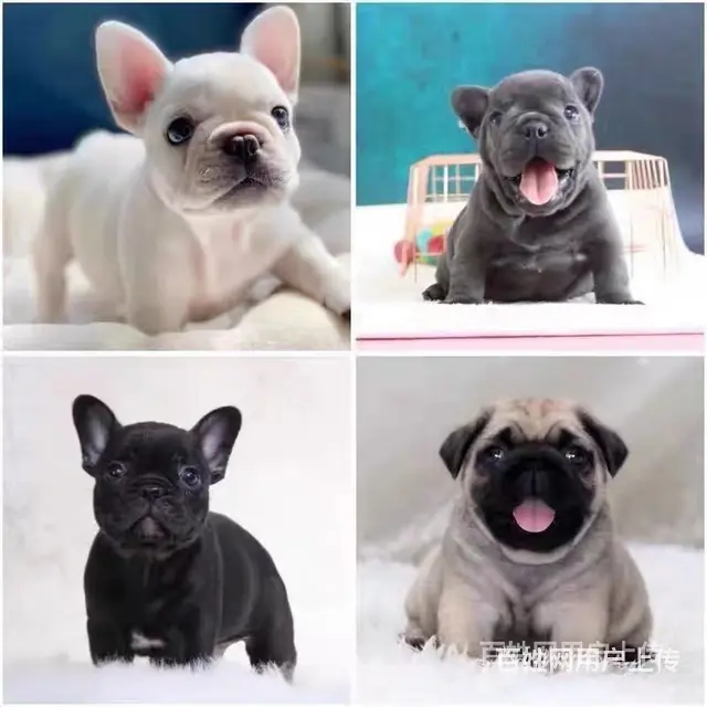 【货到付款犬舍】天门哪里有斗牛犬  斗牛犬多少钱图 - 图片 1